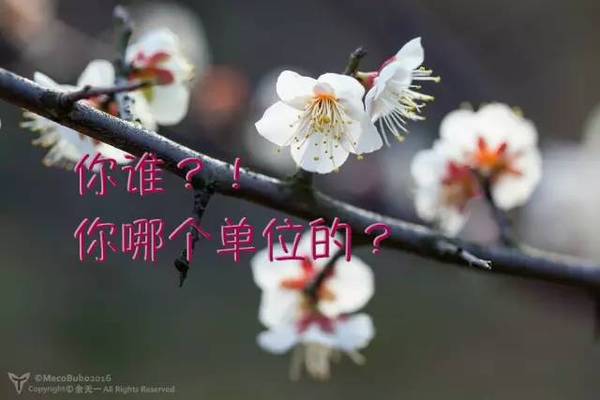 wzatv:【j2开奖】桃李梨杏梅樱海棠……又双叒叕开花了！脸盲吗？看这个！