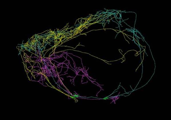 【图】追踪神经元的新技术显示，有些神经元能覆盖整个大脑！
