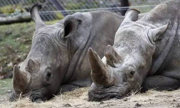码报:【j2开奖】捷克动物园要割掉18只犀牛的角，为了保住它们的命