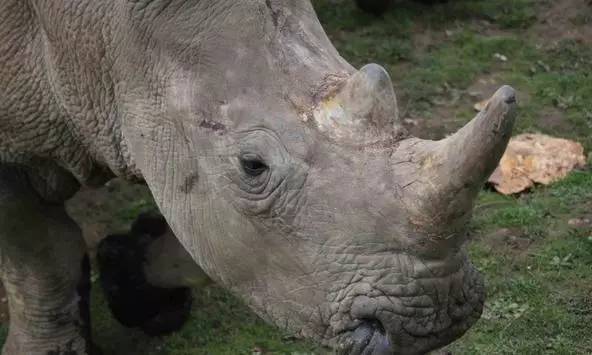 码报:【j2开奖】捷克动物园要割掉18只犀牛的角，为了保住它们的命