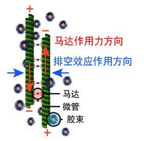 wzatv:【j2开奖】全新形态液体无需外力自主流动，美科学家颠覆流体力学认知