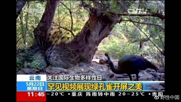 报码:【j2开奖】比熊猫还濒危的绿孔雀，正在被水电站毁灭