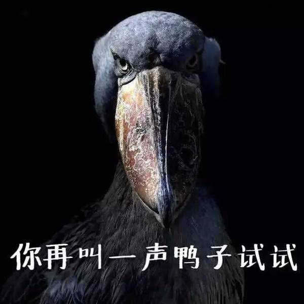 【j2开奖】“咦，你都不赞一下果壳吗？——还有，我不是鸭子！”