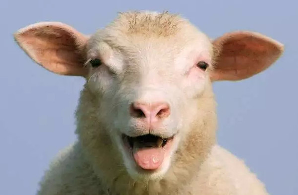 wzatv:【j2开奖】BBC研究表明羊不愚蠢，人类才蠢