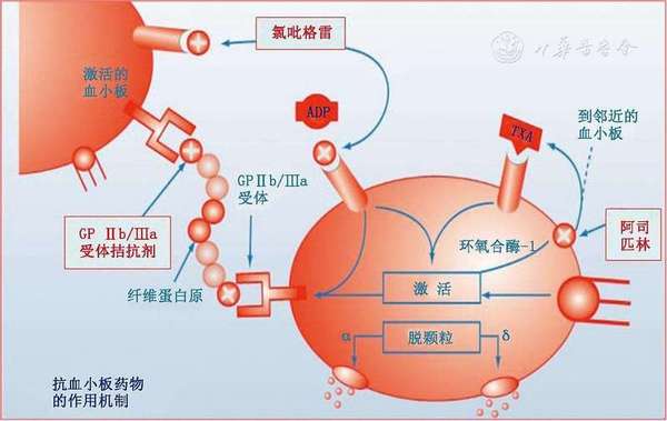 【j2开奖】阿司匹林或可防治癌症扩散，但它并非一种神药 | 早期实验室