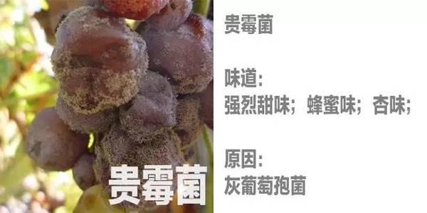 wzatv:【j2开奖】葡萄酒里的独特“风味”？没准因为混进了瓢虫