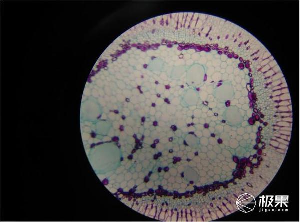 wzatv:【j2开奖】晒物 | 凤凰光学显微镜，换个方向来看看微观世界