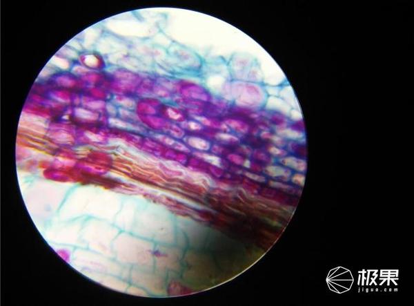 wzatv:【j2开奖】晒物 | 凤凰光学显微镜，换个方向来看看微观世界