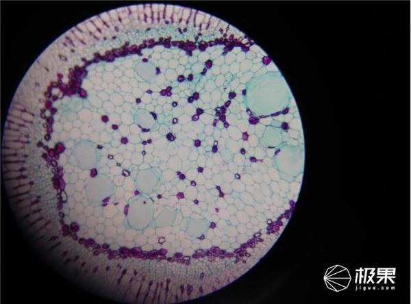 wzatv:【j2开奖】晒物 | 凤凰光学显微镜，换个方向来看看微观世界