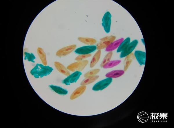 wzatv:【j2开奖】晒物 | 凤凰光学显微镜，换个方向来看看微观世界