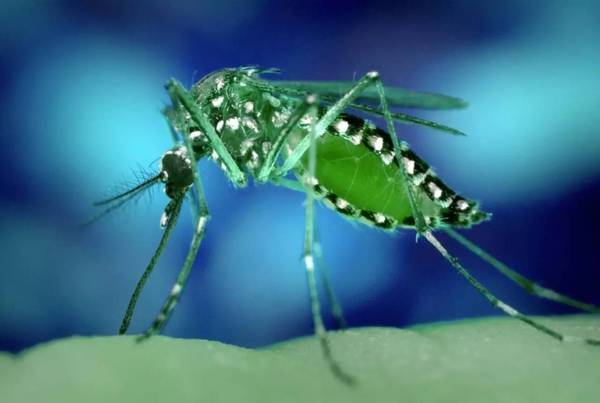 报码:【j2开奖】夏天来了，用高性能计算来识别蚊子基因缺陷，抵抗病毒传播吧