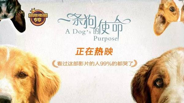 【j2开奖】贾跃亭：A Dogs Purpose