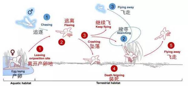 【j2开奖】追求者太多怎么办？蜻蜓表示：我选择死亡……