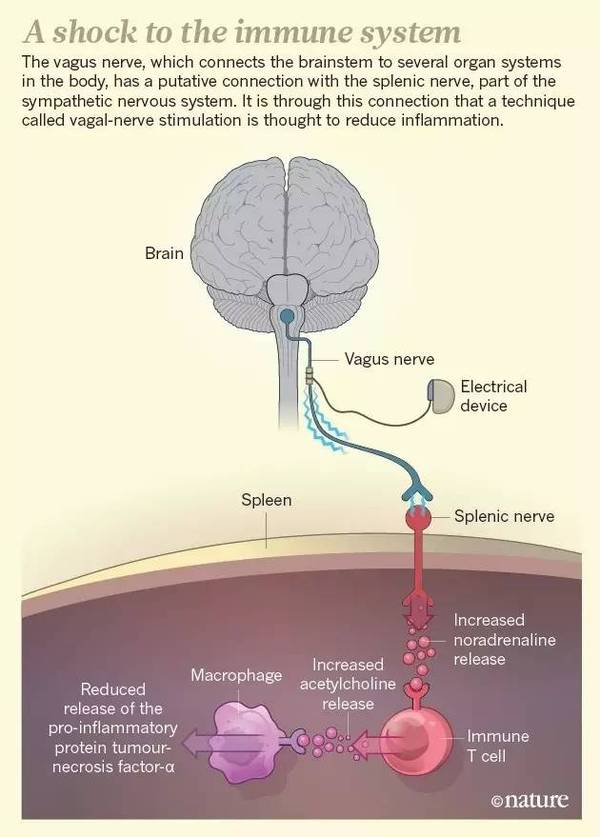 码报:【j2开奖】治疗免疫系统疾病新疗法：电击迷走神经，20多年来神经和免疫系统关联研究进入新时代？