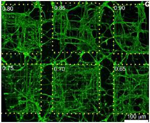 报码:【j2开奖】《Nano Letter》发布最新研究：在芯片上构建大脑神经网络
