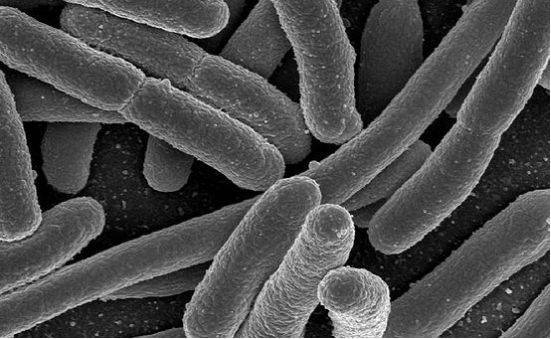 wzatv:【j2开奖】大肠杆菌“画出”静物写生，这是细菌界的梵高？
