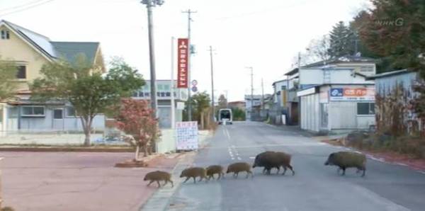 码报:【j2开奖】福岛核灾六年，走进因灾难而生的“共享单车”