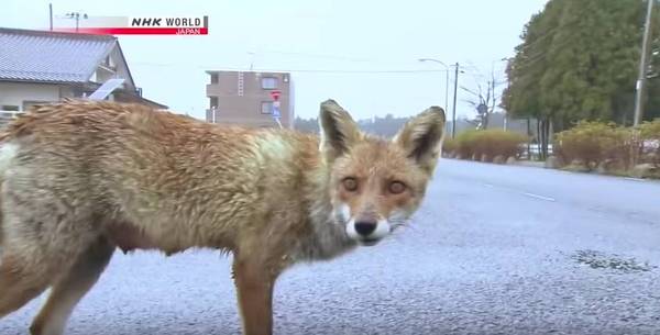 码报:【j2开奖】福岛核灾六年，走进因灾难而生的“共享单车”