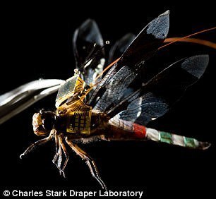 基因改造后的蜻蜓背上“小书包”，便能通过光