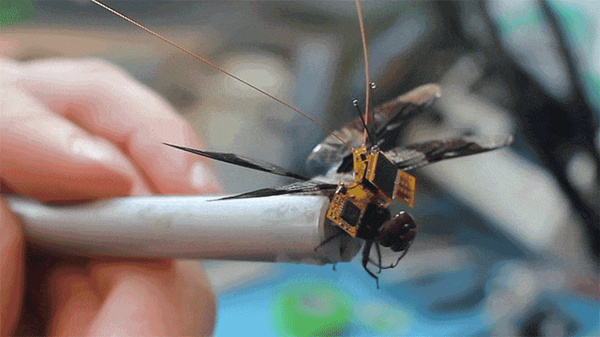 基因改造后的蜻蜓背上“小书包”，便能通过光