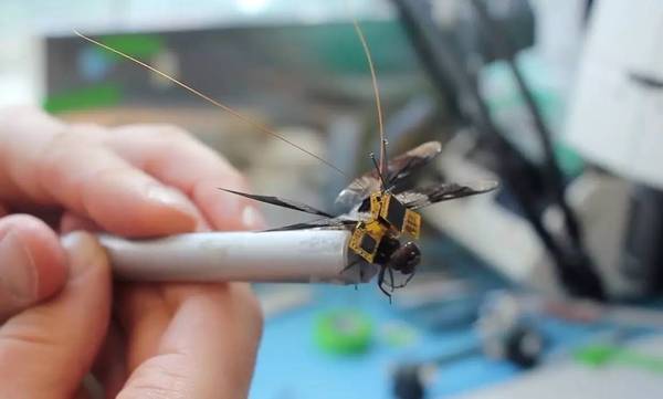 码报:一半昆虫，一半机械，活蜻蜓无人机试飞成功，