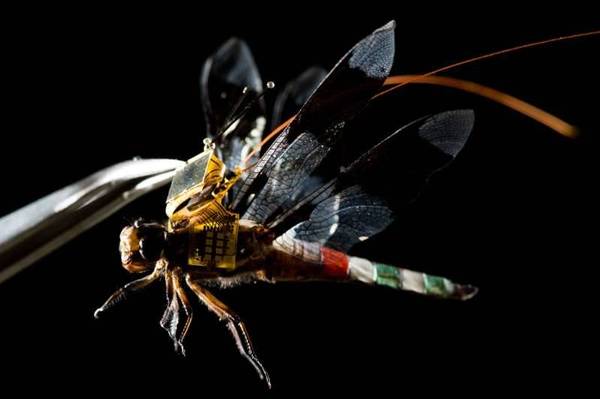 码报:一半昆虫，一半机械，活蜻蜓无人机试飞成功，