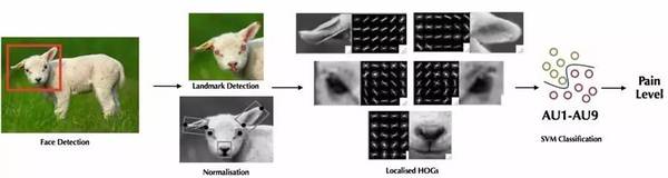 【Science】羊脸识别诊断疼痛指数，机器学习捕捉