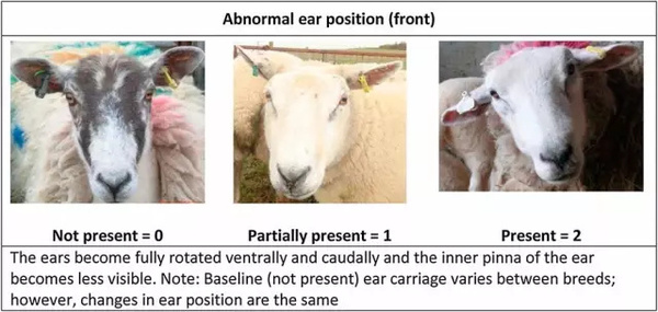 码报:羊脸识别诊断疼痛指数，机器学习捕捉动物面部