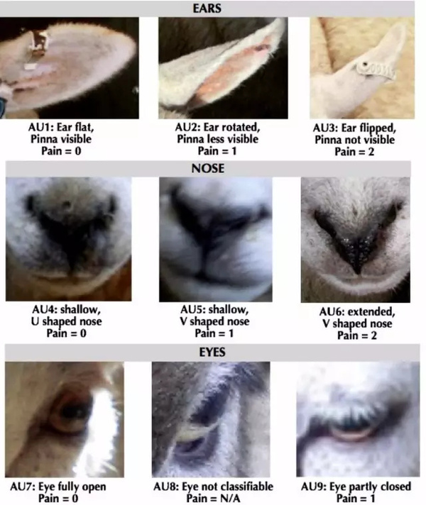 码报:羊脸识别诊断疼痛指数，机器学习捕捉动物面部