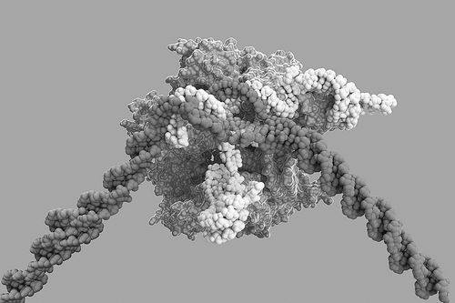报码:CRISPR可能导致基因突变？相关文章被批“结论完