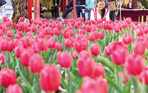 云南昆明大观楼公园，游客在赏花。春节假日，该公园以“红红火火过大年”为主题举办花展，让市民在色彩缤纷中感受浓浓的年味。 本报记者 高兴贵摄