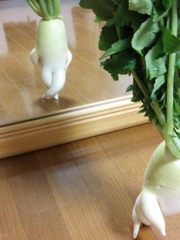 报码:【j2开奖】松尾芭蕉有一首著名的俳句说：菊后无它物……唯有大萝卜！