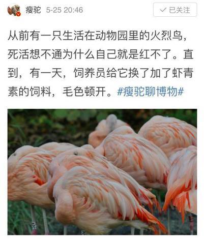 码报:【j2开奖】从前有只火烈鸟，总是想不通为啥自己红不了，直到……